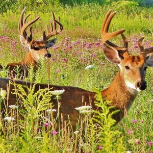 Buck friends before the rut begins