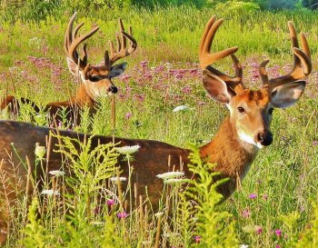 Buck friends before the rut begins