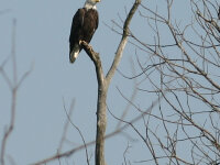 Bald Eagle Audubon Community Nature Center