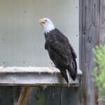 Liberty the Bald Eagle