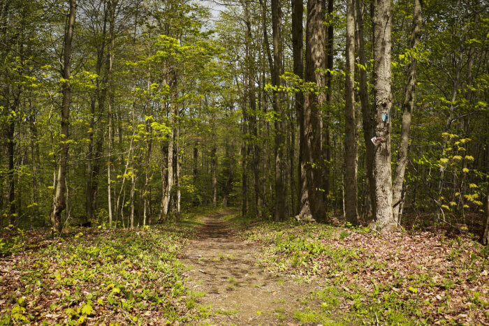 Westside Overland Trail in Chautauqua County