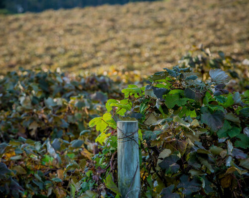 Lake Erie Wine Country