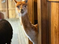 A curious aplaca at Alpacaville Bemus Point