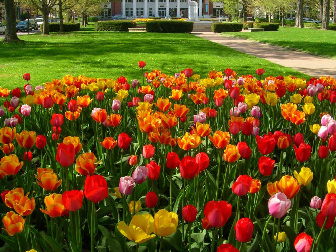 Spring Tulips at Chautauqua Institution