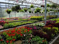 greenhouse plants at Haff Acres Farm