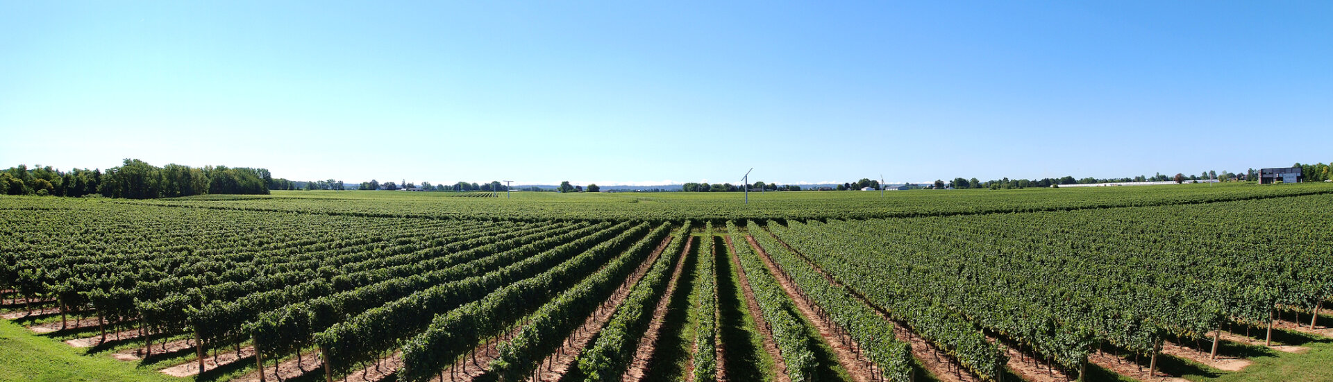 Fabio-Neves-Lake-Erie-Vineyards-in-New-York