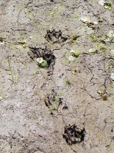 Animal tracks and signs at Audubon Community Nature Center